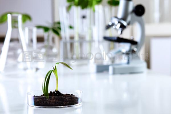 綠意盎然的微觀世界 生物學(xué)實(shí)驗(yàn)室中綠色植物的自然科學(xué)探索與試驗(yàn)發(fā)展